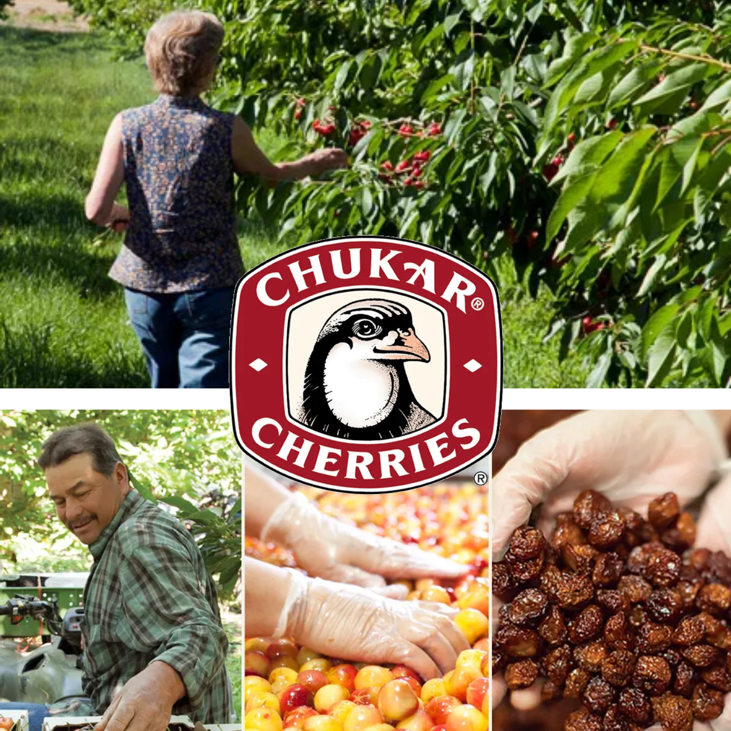 Collage of people picking cherries and cherries in a bin with Chukar Cherries logo.