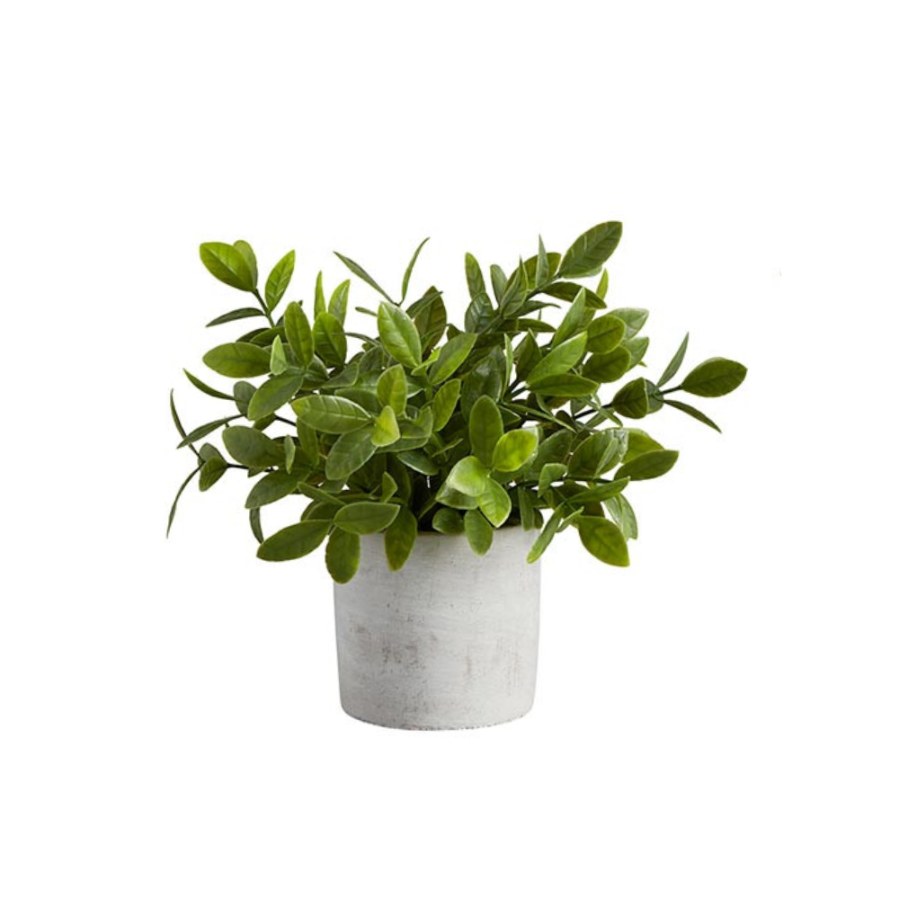 Green potted plant on a white background