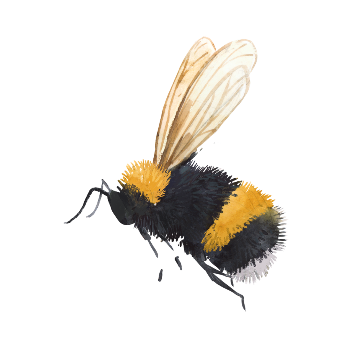 Illustration of a black and yellow bumble bee  insect on a white background